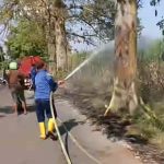 Puntung Rokok Diduga Picu Kebakaran Lahan Tebu di Mulyoharjo Pati